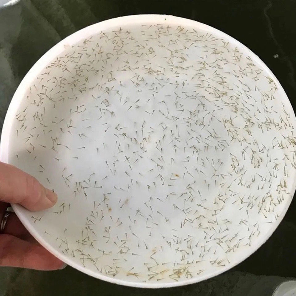 水花鱼苗鲫鱼草鱼丁桂鱼太阳鱼淡水石斑青鱼鲤鱼武昌翘嘴军鱼黑鱼