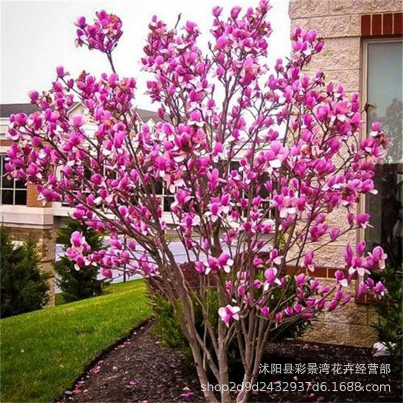 玉兰花树苗红白黄紫二乔玉兰盆栽玉兰花苗室外庭院耐寒植物绿化苗