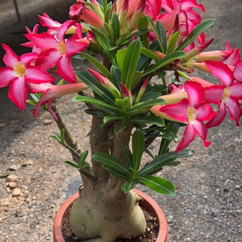 日本皋月杜鹃岸牡丹紫色重瓣花卉稀有品种重瓣带香味盆栽室内