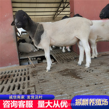 湖南哪里有杜泊绵羊养殖场 杜波绵羊种羊 杂交杜泊绵羊多少一只