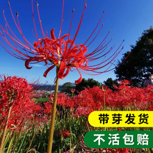 彼岸花种球盆栽曼珠沙华花种子石蒜花室内外四季开花卉绿植植物