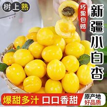 新鲜水果北寨红杏甜杏凯特黄杏 北京平谷软杏酸甜多汁