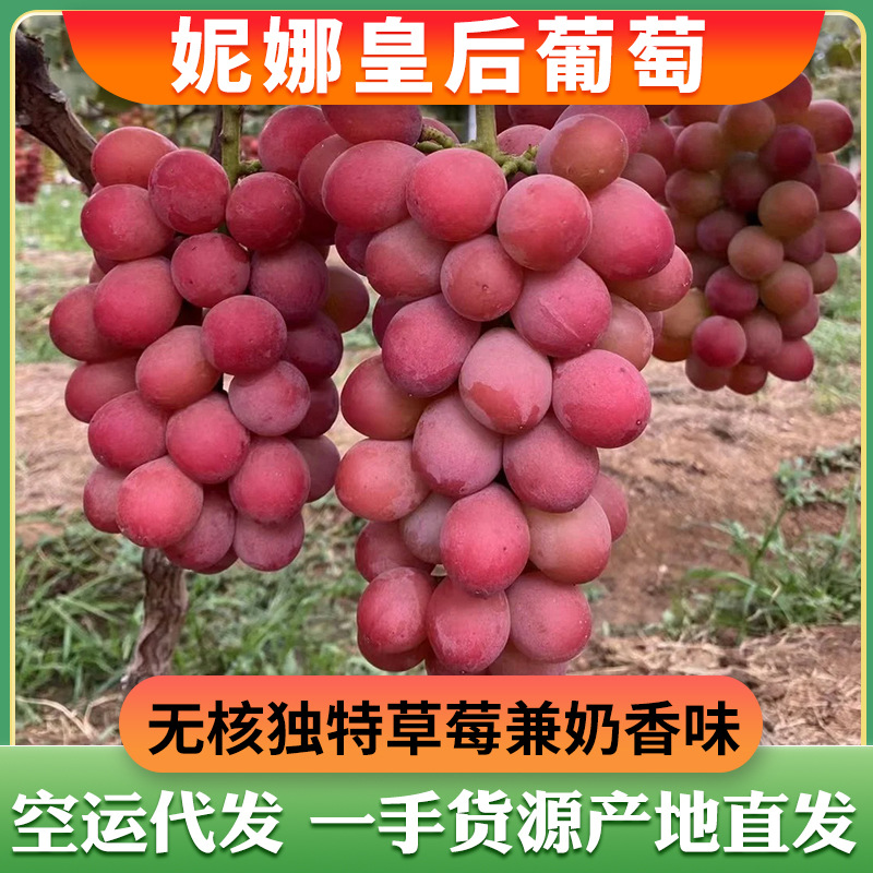 云南妮娜皇后葡萄红提提子孕妇当季新鲜水果批发一件