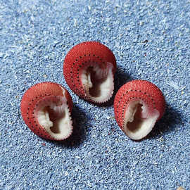 草莓钟螺 稀缺螺贝收藏 女友礼物小可爱diy装饰 寄居蟹替换壳批发