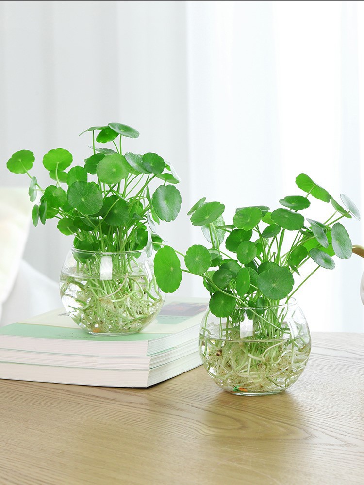 透明水培塑料花瓶绿萝水生植物植物容器适于室内桌面摆放花盆