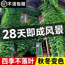 一件代发爬山虎爬藤植物四季爬墙虎苗藤蔓种子籽开花户外室内三叶