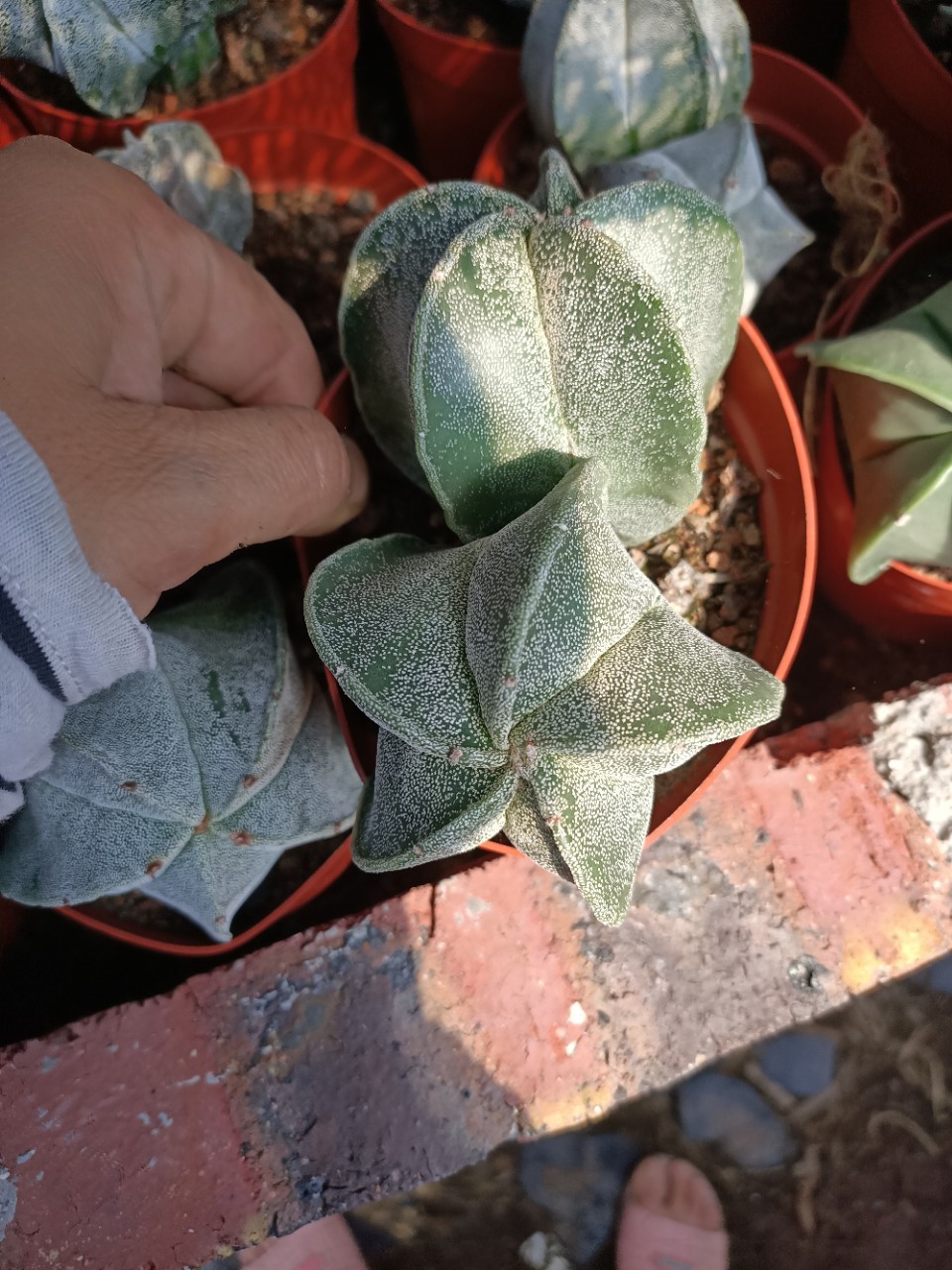 多头鸾凤玉2头起