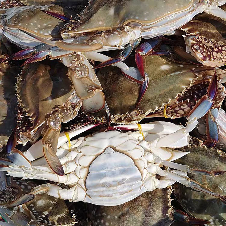 新鲜上市梭子蟹,码头直发,公母混搭,价格优惠