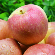 山西红富士一件代发苹果产地直发应季当季新果红富士苹果一件代发