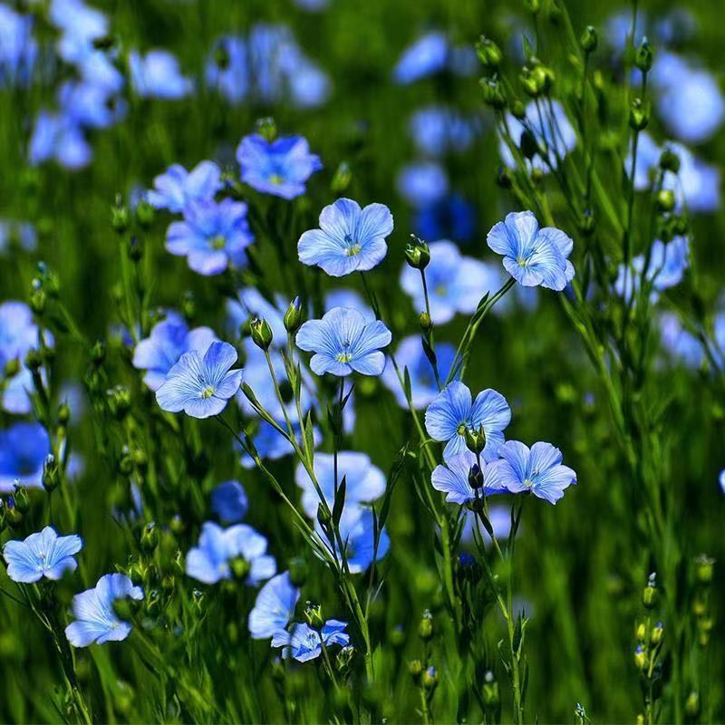蓝花亚麻种子盆栽花卉种子阳台庭院花种子蓝亚麻花籽花海庭园造景