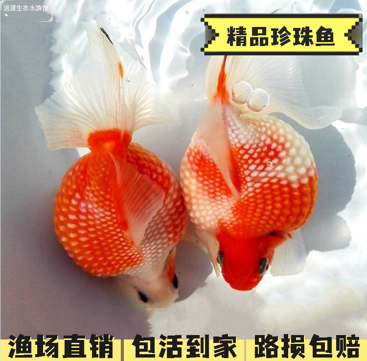 精品珍珠金鱼观赏鱼宠物活体红白珍珠冷水淡水鱼苗包金珍珠招财鱼
