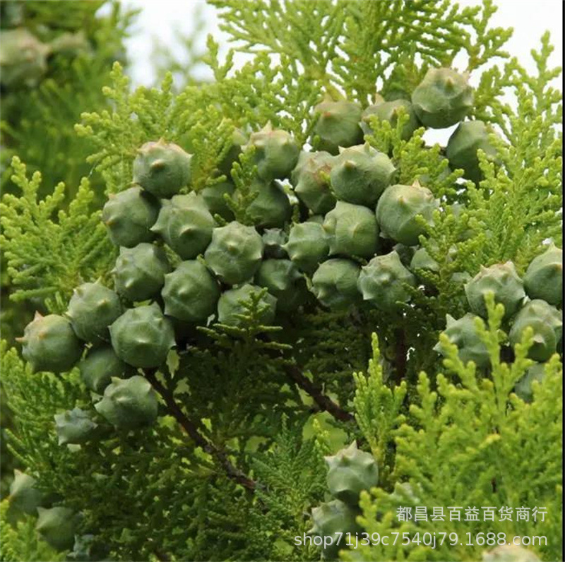 洒金柏种子柏树种子 塔柏 松柏种子 桧柏  侧柏 松树圆柏种籽种子