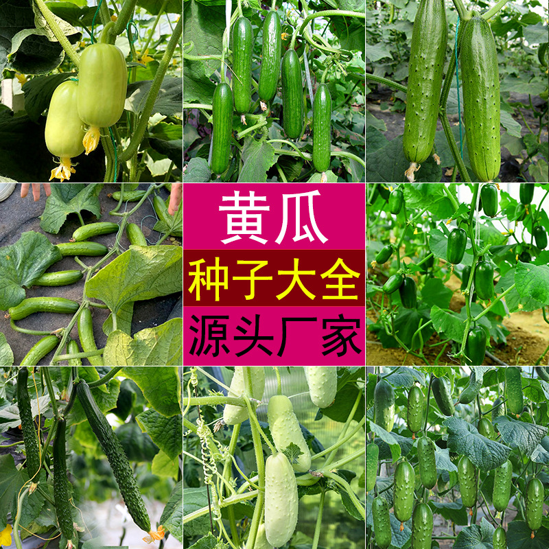 水果黄瓜种子金童玉女无刺小乳瓜荷兰瓜白地黄瓜津研四号长菜瓜籽