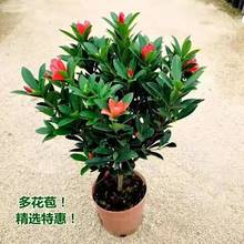 四季杜鹃山茶花盆栽带花室内客厅浓香型花卉庭院阳台可种植大绿植