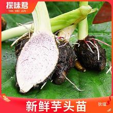 正宗广西荔浦芋头种植苗新鲜蔬菜农家槟榔香芋种子苗栽培育苗种籽