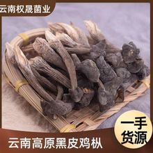 云南黑鸡枞菌黑皮鸡枞菌干货新鲜精甄选无硫菌菇类土特产直供批发