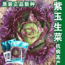 紫玉结球生菜种子四季播中熟紫生菜籽耐低温雨水蔬菜种子