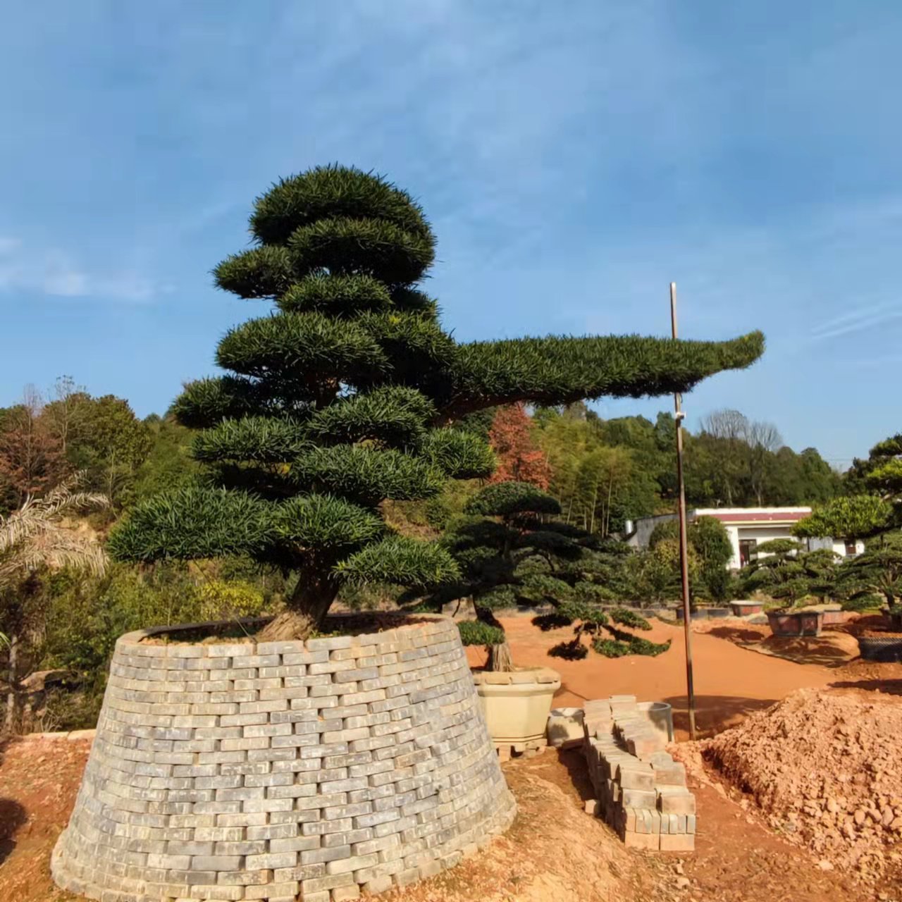 基地只供5-20公分造型罗汉松 别墅景观造型松工程一站式采购配送