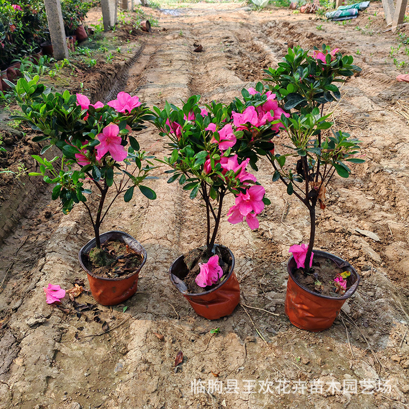 石岩杜鹃批发耐寒花卉苗木四季常青盆栽观叶常绿树苗绿篱基地发货