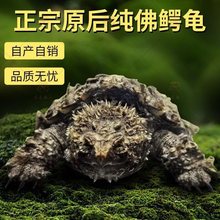 鳄龟爆刺幼苗凶猛正宗纯佛北美小鳄龟活体杂佛爆刺鳄龟宠物活体