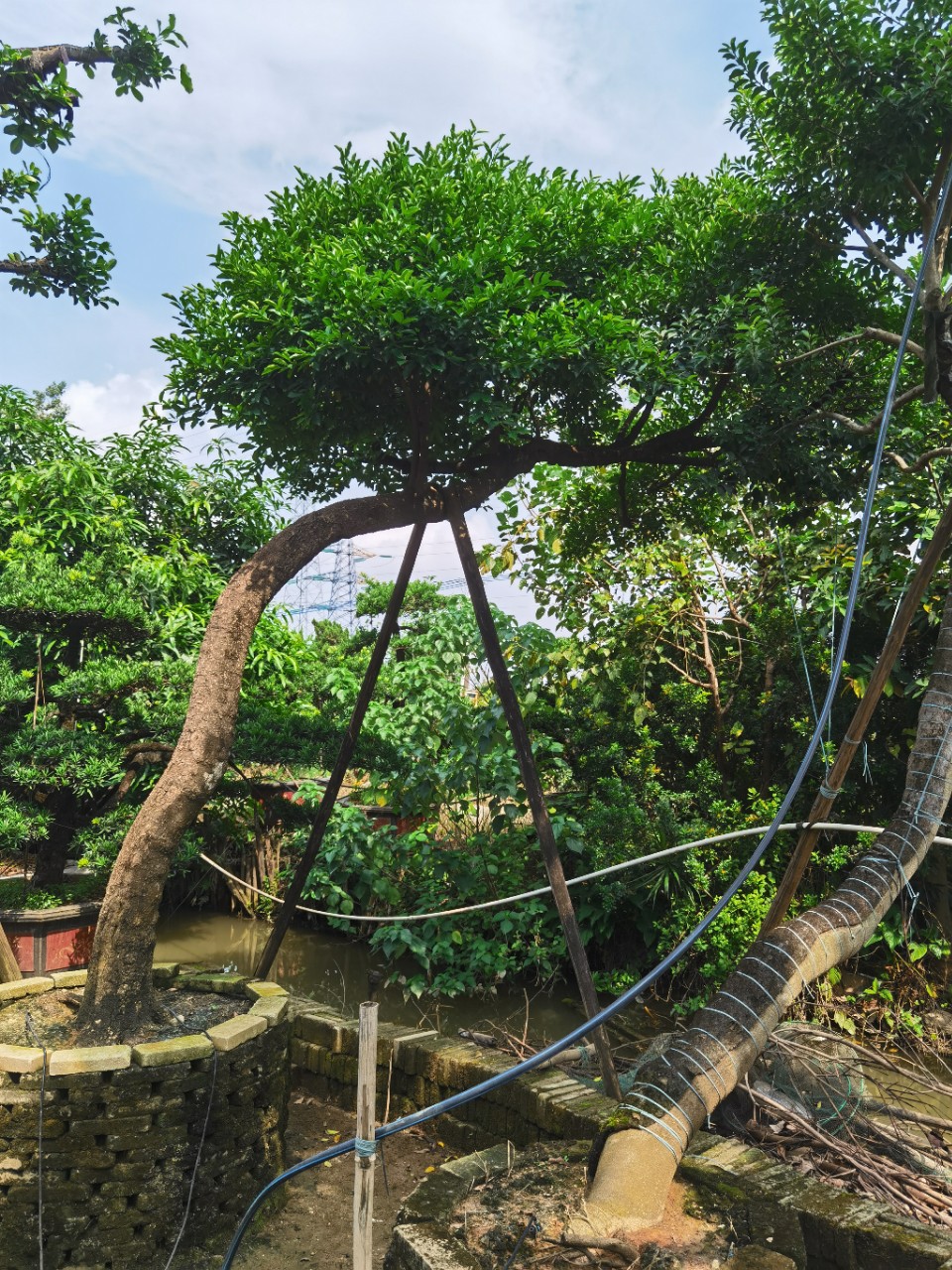 2108供应 造型 斜飘和顺树20-35cm 庭院 园林景观绿化常绿乔木