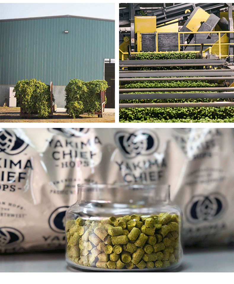 萨兹酒花颗粒捷克saaz啤酒香花精酿啤酒酒花原料包邮自酿家酿