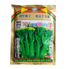 批发蔬菜种子新西兰701油绿甜菜心王（70天）耐寒耐雨水菜心种子