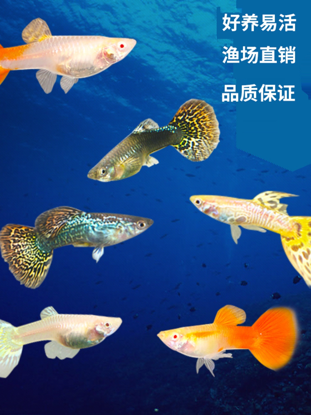 孔雀鱼活观赏鱼淡水小型好养耐低温鸿运当头杂袍天空蓝全红孕母一
