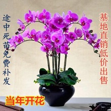 一件代发带花苞金边迷你蝴蝶兰花苗金叶咖啡名贵盆栽花卉植物室内