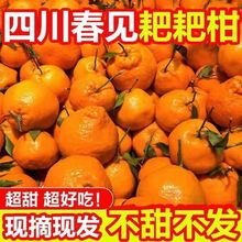 沙糖桔子树苗嫁接新品种黄美人柑橘云南苗广西无籽沃柑砂糖橘树苗