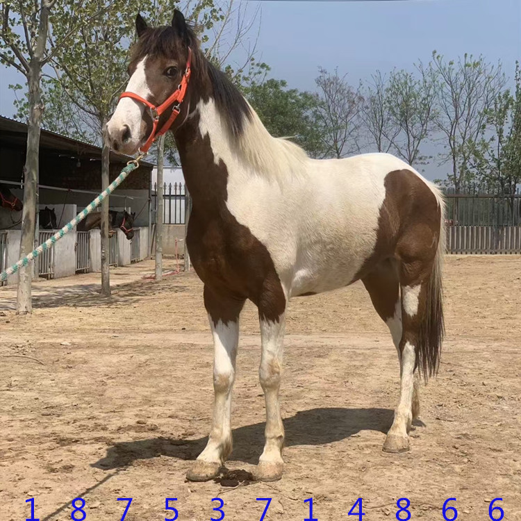 纯黑色汗血马2岁马驹出售打比赛的纯血马 温血马哪里卖活的矮马