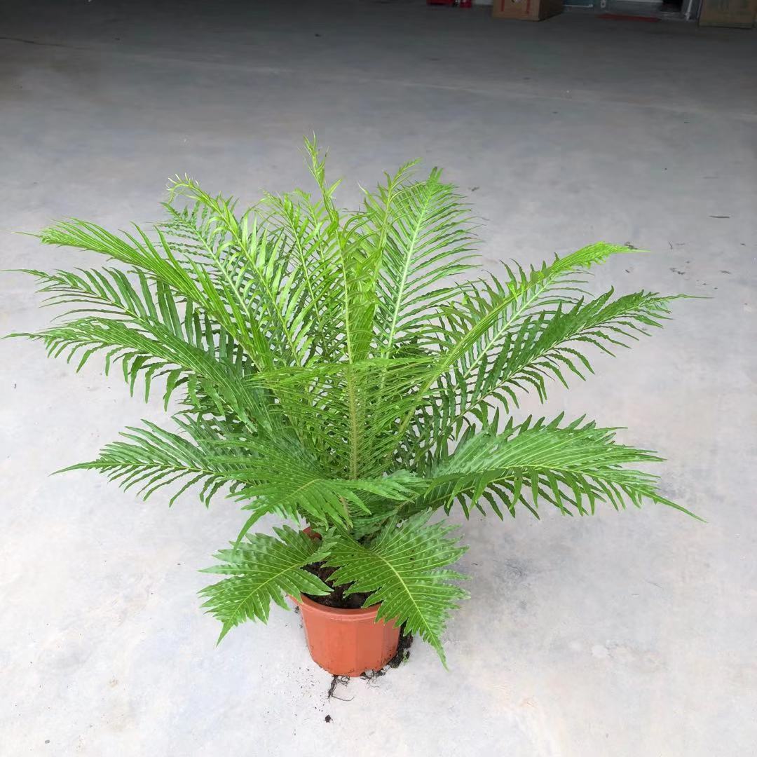 广州批发 观赏蕨类230#富贵蕨 霸王蕨 威武蕨 观叶雨林植物