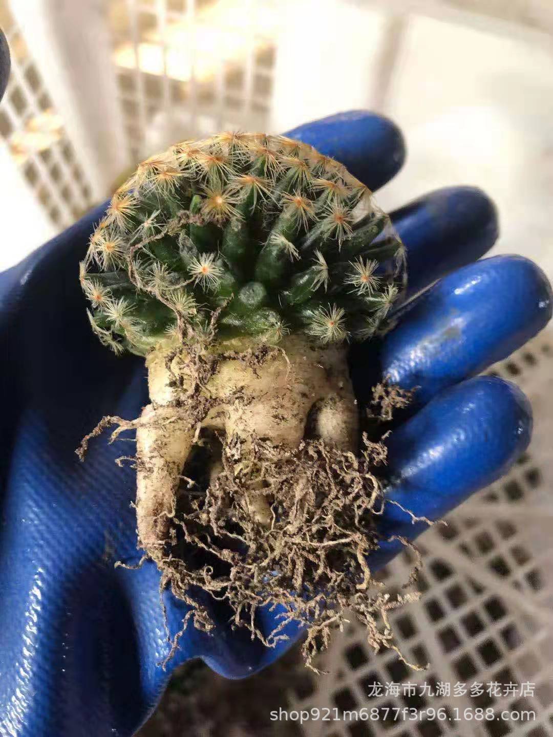 多肉植物批发实生红花明星仙人球4公分左右萝卜根防幅射