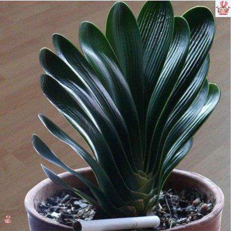 大疆土兰花君子兰专用土水泥颗粒植料兰盆景栽培土种植土包邮
