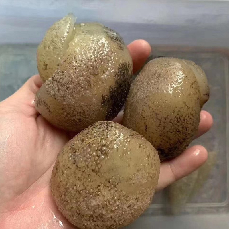 60头珍珠球参越南小乌圆参一德路海鲜海味干货批发招代理一件代发