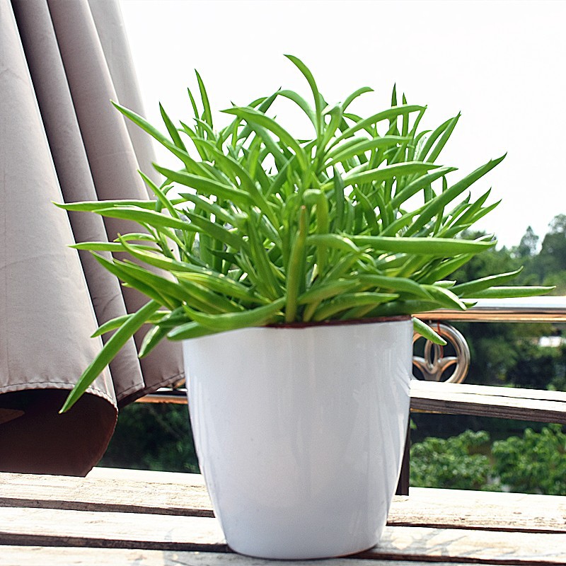 欢乐豆幸福豆碰碰香柳叶椒草办公桌室内绿植防辐射盆栽多肉植物