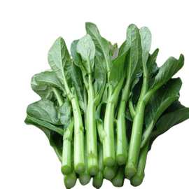 四九菜心四季春秋冬季广东青菜大全农家盆栽蔬菜南方