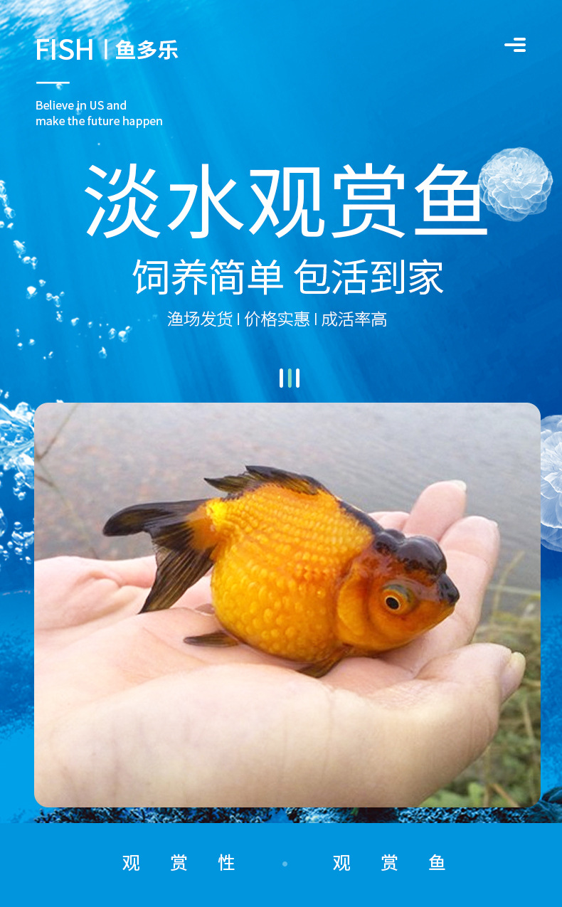 红白珍珠鱼 五花珍珠鱼 橙红黑色珍珠鱼 冷水鱼活体观赏鱼 金鱼