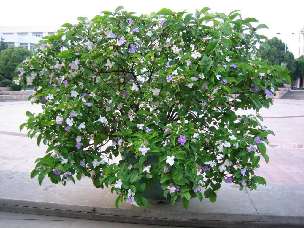双色茉莉 爬藤茉莉花苗 鸳鸯茉莉 盆栽 室内外阳台 爬藤植物