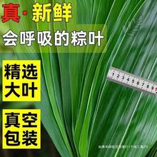 粽叶新鲜粽子叶真空野生特大号干粽叶天然包粽子叶送绳芦苇家用商