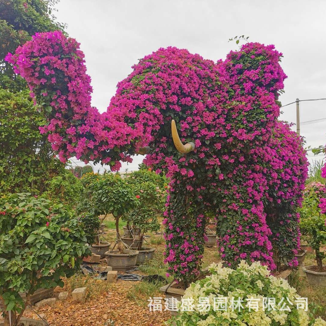 动物造型三角梅价格 龙孔雀凤凰大象牛羊蛇猴三角梅 勒杜鹃叶子花