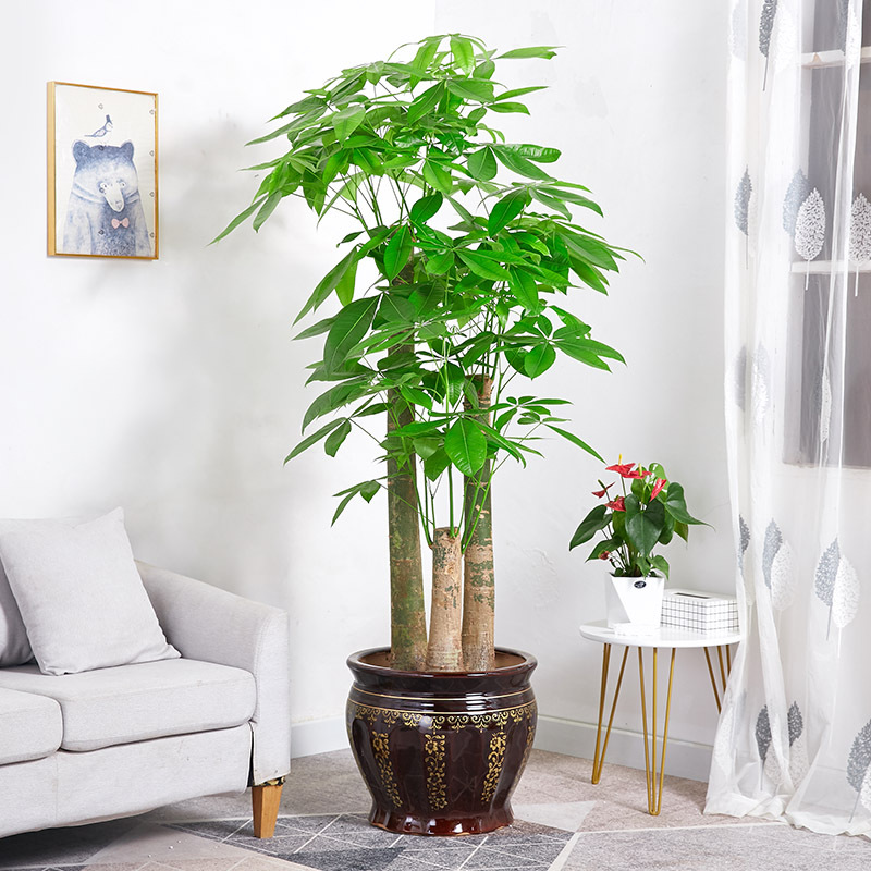 发财树盆栽室内客厅办公室大型植物三杆发财树绿植