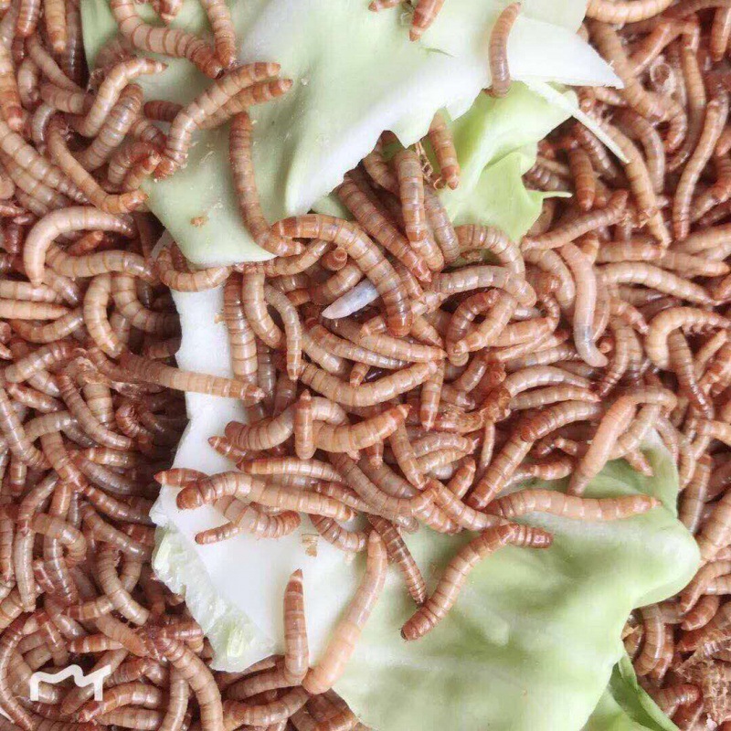 面包虫活虫黄粉虫金龙鱼乌龟仓鼠大麦虫画眉鸟食八哥幼虫钓鱼