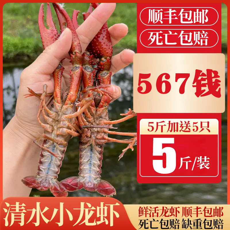 5斤567钱湖北潜江小龙虾洪湖鲜活清水虾青壳红壳大龙虾淡水活虾