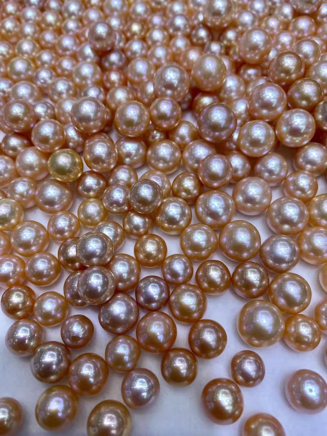 珍珠珍珠红图片