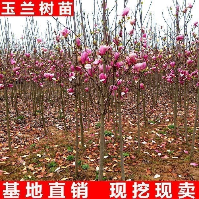 玉兰花树苗室外庭院绿化植物大花红玉兰黄玉兰紫玉兰耐寒容易成活