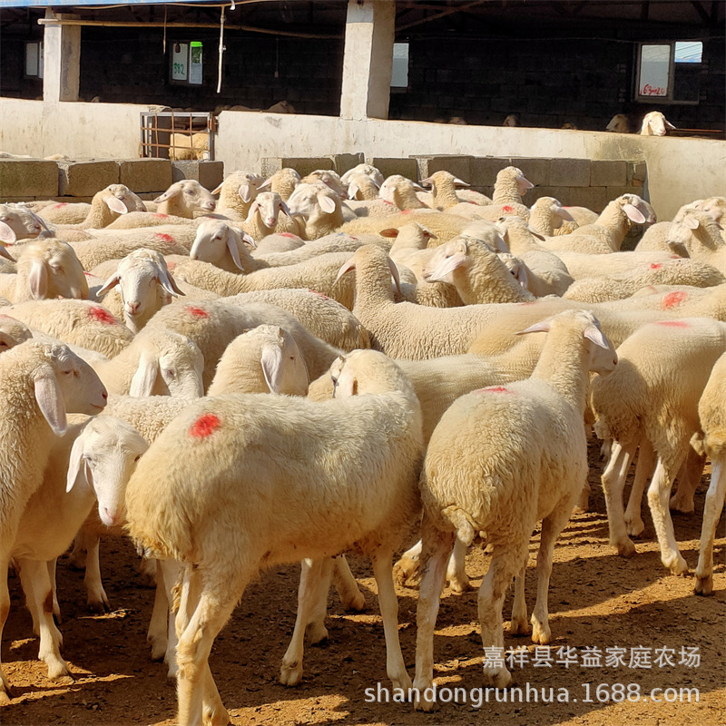 小尾寒羊种公羊小尾寒羊怀孕母羊 3月龄纯种小尾寒羊羊羔价格