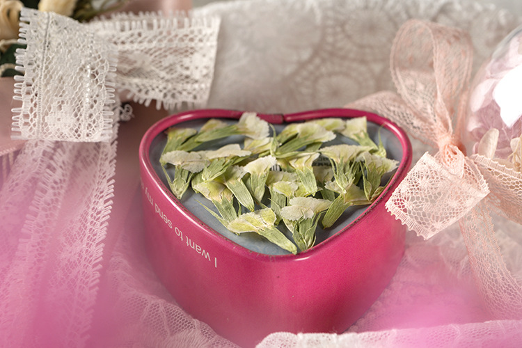 相思梅 压花手机壳压花画 植物标本干花押花书签 脸部装饰干花