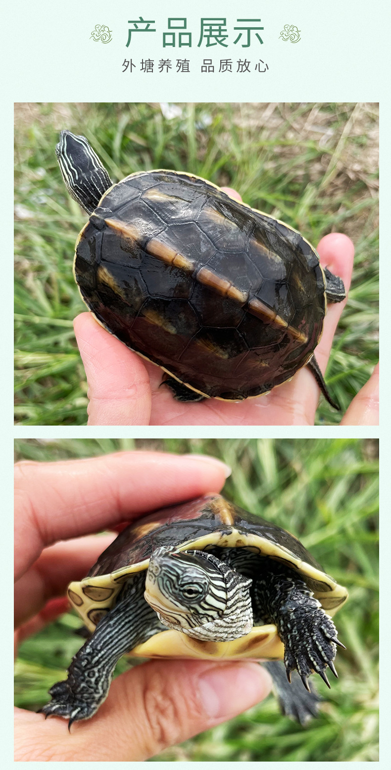 外塘珍珠龟活体宠物龟花龟台湾草龟观赏龟长寿水龟小乌龟活体直销