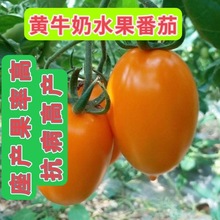 黄牛奶水果番茄种子黄小西红柿种黄圣女果种子阳台盆栽蔬菜